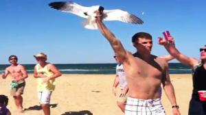 Dude Hides Under Sand to Catch Seagull