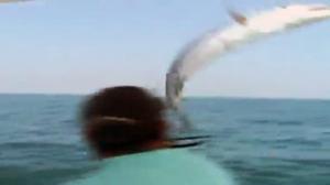 40 lb Barracuda Jumps Into Fishing Boat