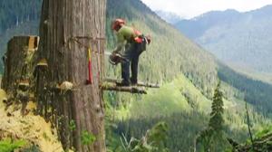 Canadian Lumberjack vs Tree