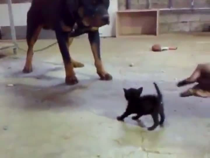 TINY Kitten vs HUGE Dog