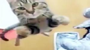 Jumping Cat In Slow Motion