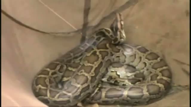 After rhinos its pythons getting affected by flood