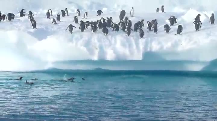 Penguins Jumping Onto An Iceberg