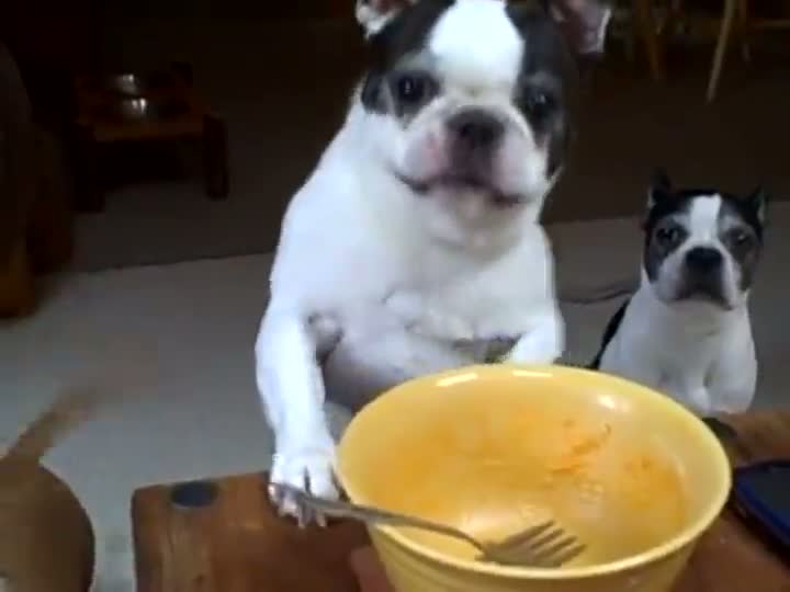 Boston Terrier Asks For Mac & Cheese