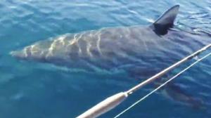 Encountering a Great White Shark While Fishing