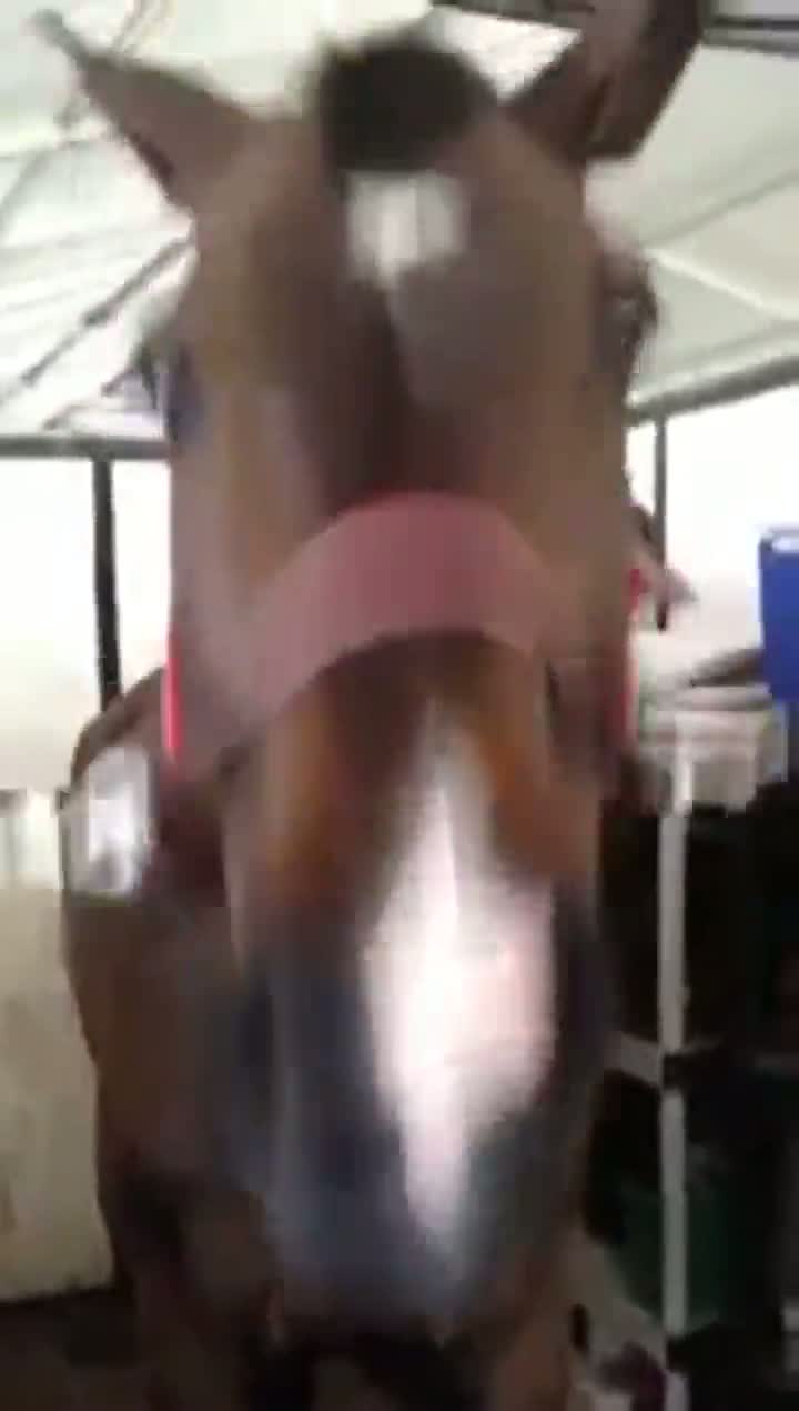 Fart Noise Making Horse