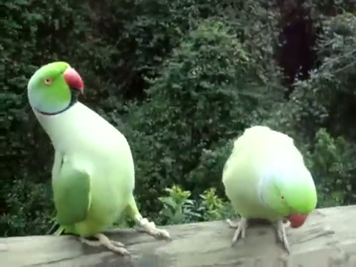 Birds Have Interesting Conversation