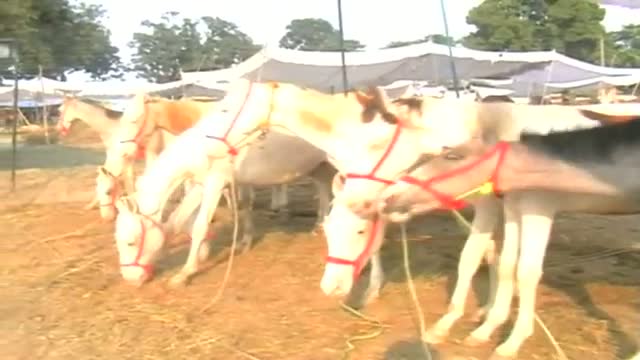 Horse fair main attraction of Dewa Sharif Mela