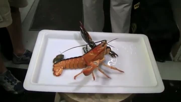The Halloween lobster