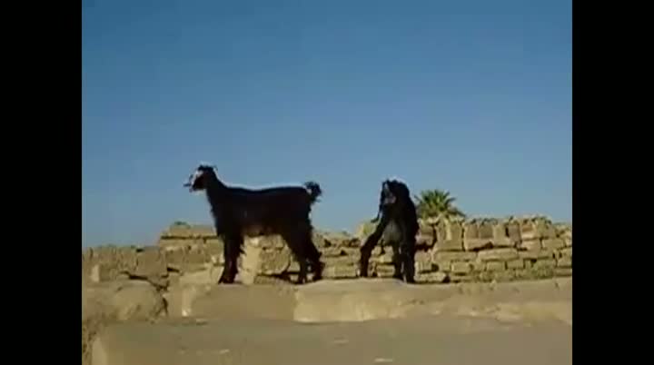 Goats That Sound Like People