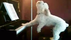 Dog Playing Piano - Better Than Lady Gaga
