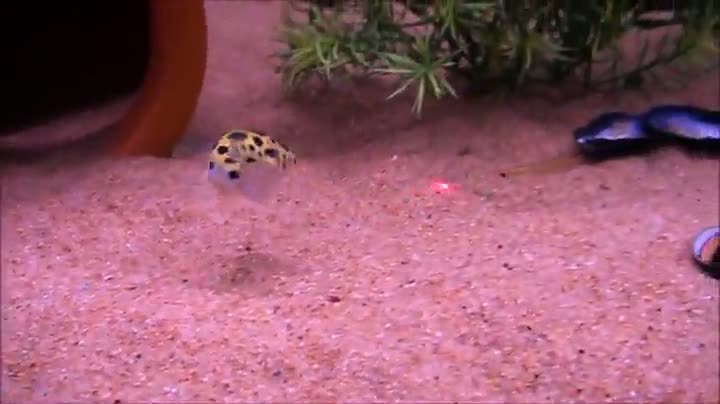 Puffer Fish Chases a Laser Pointer