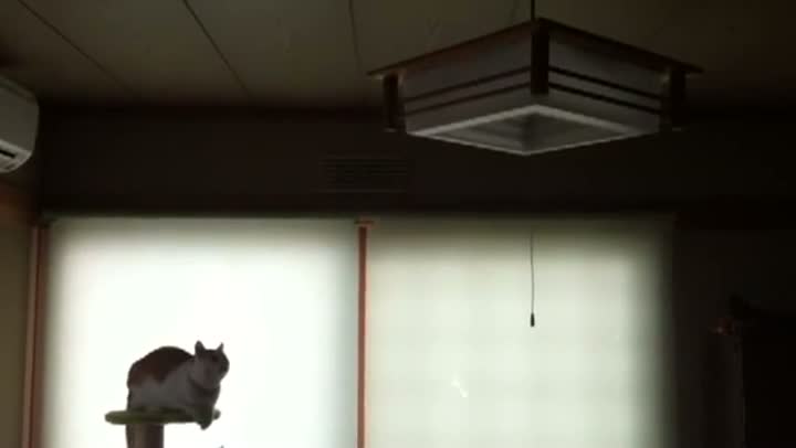 Cat vs Light Fixture