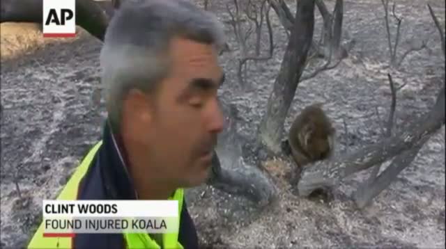 Koalas Injured in Massive Brushfire in Australia