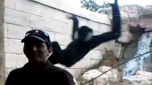 Jealous Alpha Male Monkey "Attacks" Man