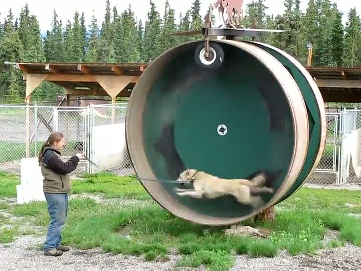 Alaskan Husky on Exercise Wheel
