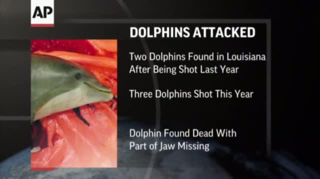 Violent Dolphin Deaths a Mystery for Scientists