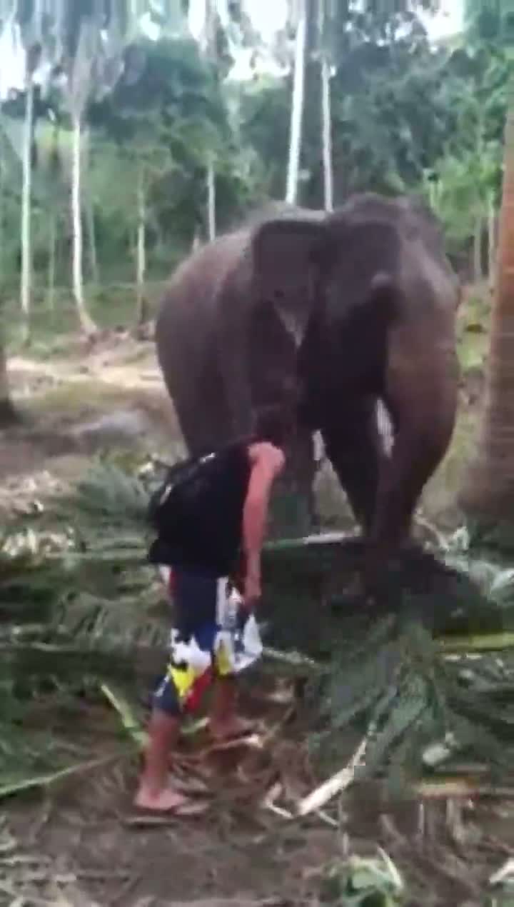 Elephant Bitchslaps Guy