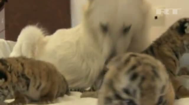 Raw: Tiger Cubs Nursed by Dog