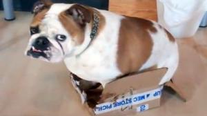 Bulldog In a Box