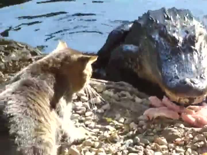 Cat Fights Off Alligator Over Chicken Meat