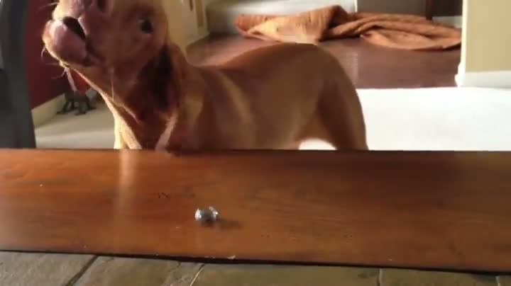 This Dog Hates Rings