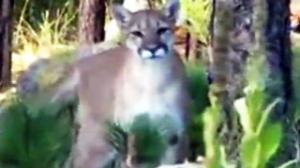 Up Close and Personal with Mountain Lion