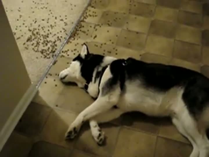 Lazy Dog Eats Spilled Food