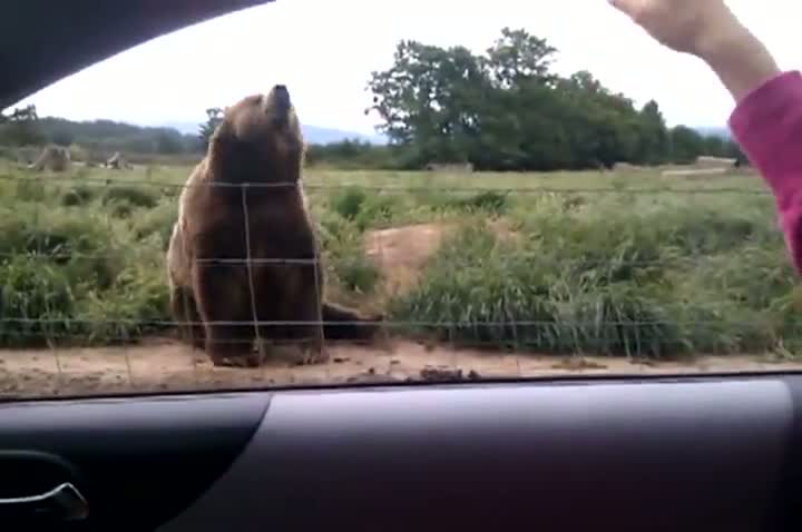 Polite Bear Waves To Car Passenger