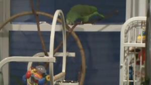 Parrot Sees Squirrel In The Yard