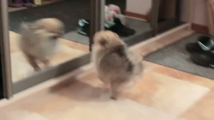 Pomeranian Vs Mirror