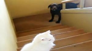 Dog Scared Of Cat