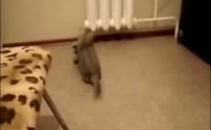 Kangaroo Hopping Kitten