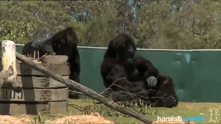 Gorillas Trolling