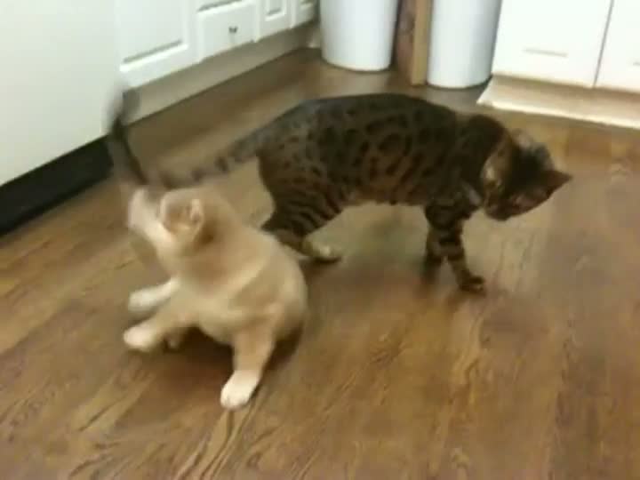 Bengal Cat Plays with Shiba Inu Puppy