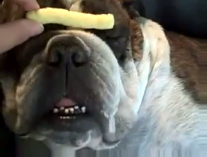 Bulldog vs. Cheese Puff
