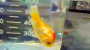 Goldfish in Liquid Nitrogen