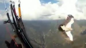 Eagle Crashes Into Dudes Parachute
