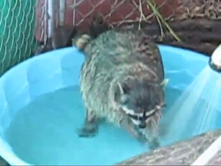 Raccoon Playing In The Water