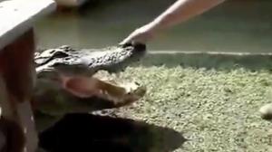 How Not To Pet An Alligator