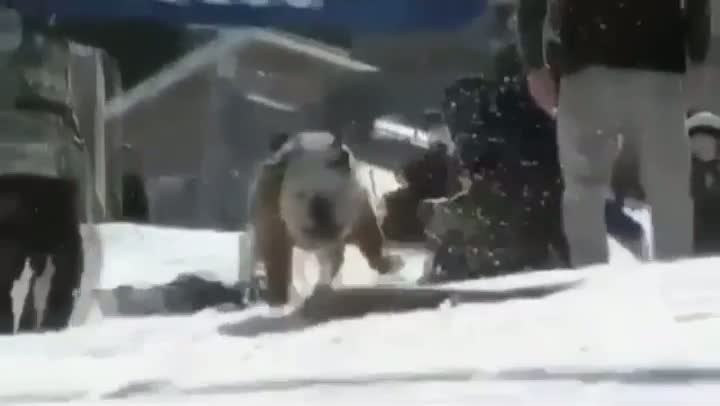 Extreme Badass Bulldog