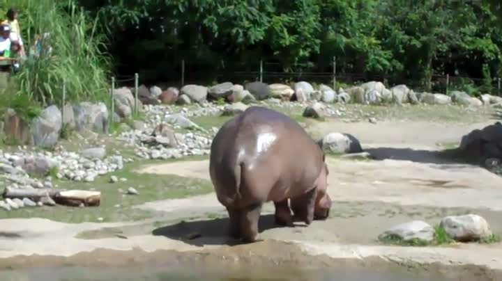 Hippo Butt Explosion UNCENSORED!
