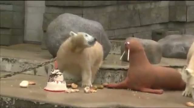 Raw: Bear Gets Cake, Toy Walrus for 1st Birthday