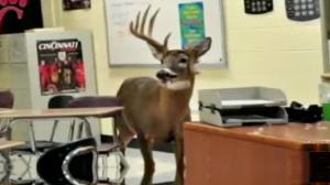 Teacher Tranquilizes Deer