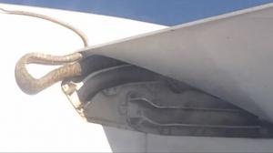Snake On The Wing Of An Airplane