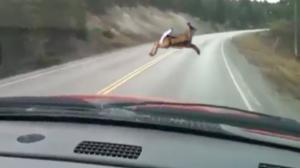 Deer Takes A Spill Crossing The Road