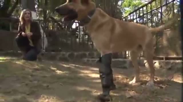 Prosthetic Legs Help Mexican Dog Recover