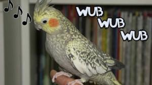 Just A Bird Singing Dubstep