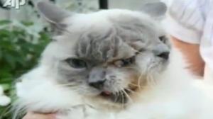Frank and Louie, The Two-Faced Cat