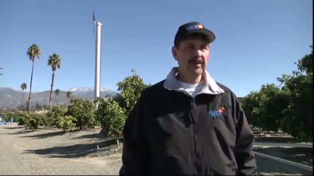 Calif. Cold Snap Hurting Citrus Growers